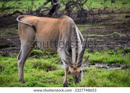 Wild animal eating grass in a rain forest 