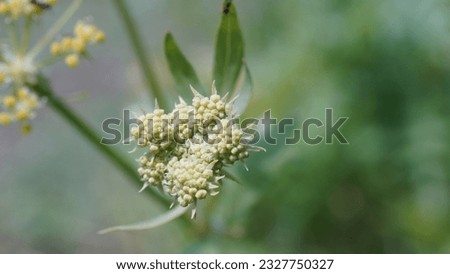 Lovage: Nature's flavourful herb for culinary delights and wellness. Levisticum officinale flower buds, at the botanic garden Royalty-Free Stock Photo #2327750327