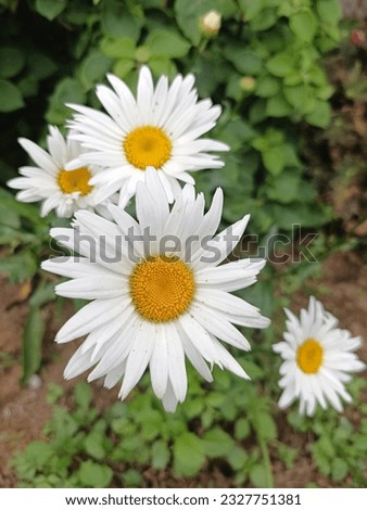 Bellis perennis is a common European species of daisy, of the family Asteraceae, often considered the archetypal species of that name. Bellis perennis is native to western, central and northern Europe