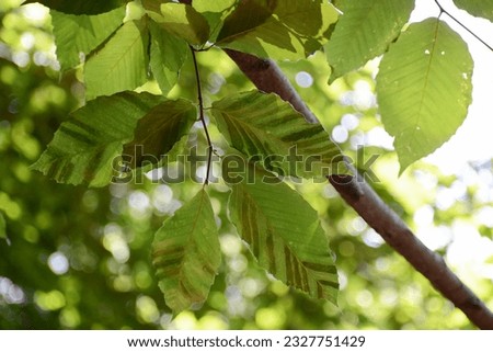 Beech Leaf Disease, linked to nematode worm Litylenchus crenatae, is a deadly new disease of American Beech (Fagus grandifolia) and other beech trees. Dark green stripes on beech leaves are a symptom. Royalty-Free Stock Photo #2327751429