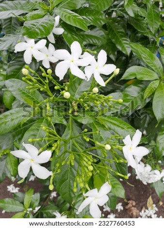Beautiful white jasmine blooming at the garden