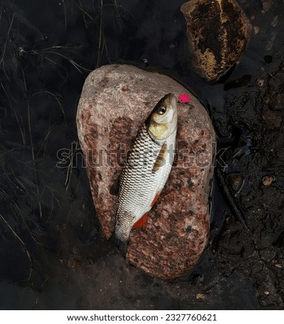 lure fishing in a wild river. fish on the stone. fishing photo.