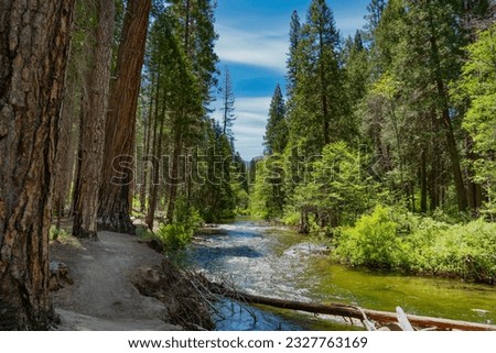 Carlon Falls Trail in Yosemite National Park is a beautiful hike through an evergreen forest. The path follows the Southfork of the Tuolumne River to a 30-foot waterfall with rolling cascades.  Royalty-Free Stock Photo #2327763169