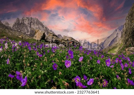 "Nature's vibrant masterpiece blooms in the Valley of Flowers, where colors dance and fragrances enchant, creating a breathtaking tapestry of serenity and wonder." Royalty-Free Stock Photo #2327763641