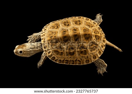 A Caspian turtle and black background 