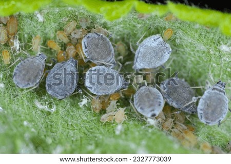 Rosy apple aphid (Dysaphis plantaginea) on the underside of a curled apple leaf. A colony of various larval stages, wingless.