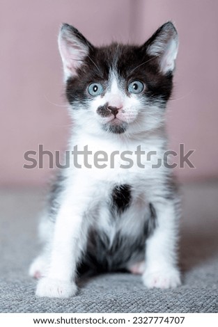 The kitten is black and white. Uniform background. Sits