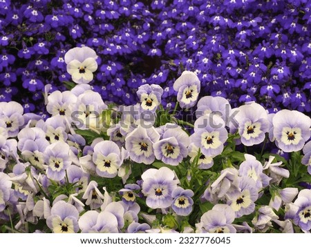 Beautiful, blue viola flowers on a background of bright blue lobelia flowers, close-up on a blurry background. The colors of nature, delicate flowers of pastel tones.
