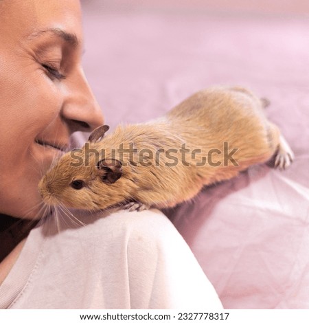 degu playing on a young girl's shoulder