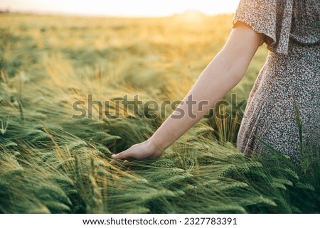 Woman hand touching barley ears close up in sunset light in field. Atmospheric tranquil moment, rustic slow life. Stylish female enjoying evening summer countryside. Harvest and agriculture Royalty-Free Stock Photo #2327783391