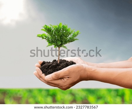 Hand Holding Small Tree For Planting Beautiful Picture