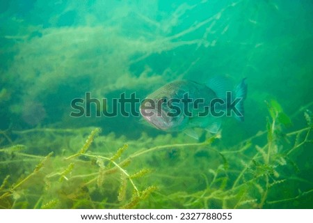 Largemouth bass swimming in a Michigan inland lake Royalty-Free Stock Photo #2327788055