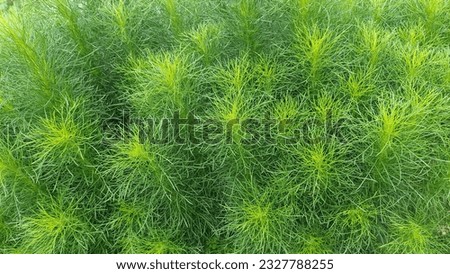 dogfennel or tall fennel plant (Eupatorium capillifolium) photo stock