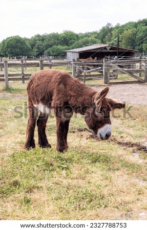 Baudet du Poitou on its side grazing in the meadow Royalty-Free Stock Photo #2327788753