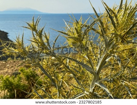 Picnomon acarna - Xanthium spinosum, growing in the mountains of the Aegean Sea. The Greek island Samothrace and the magnificent Aegean Sea in the background. Gokceada, Canakkale, Turkey