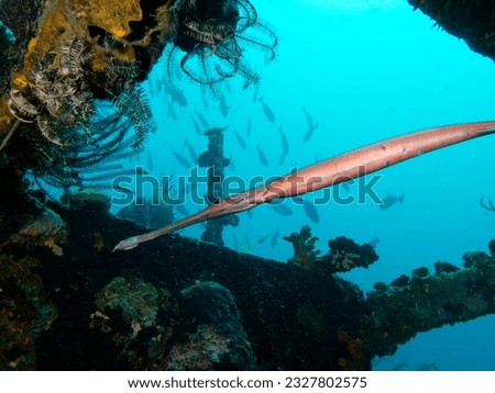 A Trumpetfish swimming on a wreck Boracay Island Philippines
