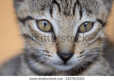 A close up picture of a furry jungle cat.