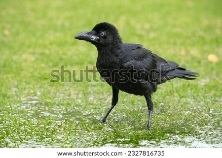 Portrait image of single young raven crow chic stays in puddle clear water splashes on wings in park Royalty-Free Stock Photo #2327816735