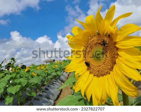 a bee eating honey from sunflower