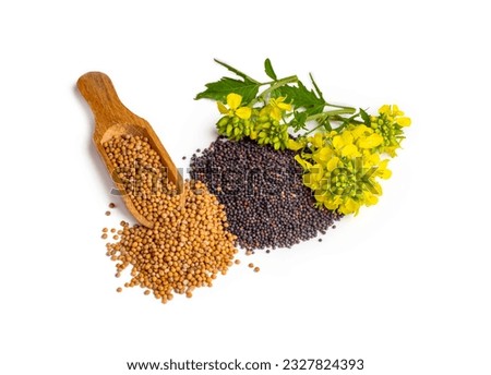 Rapeseed plant with yellow flowers and seeds. Mustard plant yellow blossom. Canola seeds and fresh canola flowers isolated on white background. Canola flower and canola isolated on white. Royalty-Free Stock Photo #2327824393