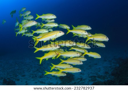 School yellow fish: goatfish underwater