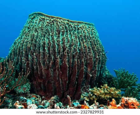 A giant barrel sponge in Boracay Island Philippines