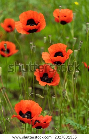 Close-up of beautiful poppy flowers. Bright poppy field in the wild. Floral background, wallpaper of field poppies. Vertical photo