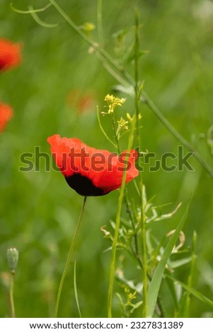 Close-up of a beautiful poppy flower. Bright poppy field in the wild. Floral background, wallpaper of field poppies. Vertical photo