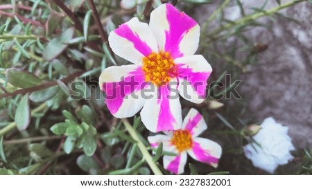 Time flower is a flowering plant that belongs to the periwinkle family. It is cultivated in Argentina, southern Brazil, Uruguay and often in gardens. It has many other names. Notable among them are Ro