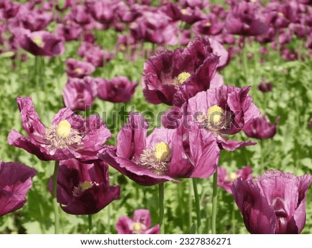 purple blooming poppies in a field