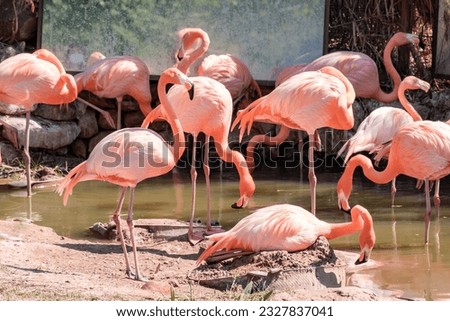 flock of pink flamingos walking by the river in the zoo.