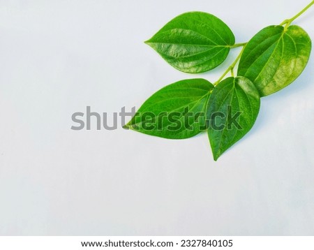 photo of betel leaf in the top right corner with a white background Royalty-Free Stock Photo #2327840105