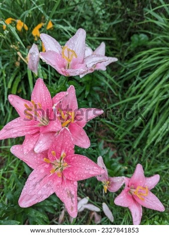 picture of vivid pink lily flower