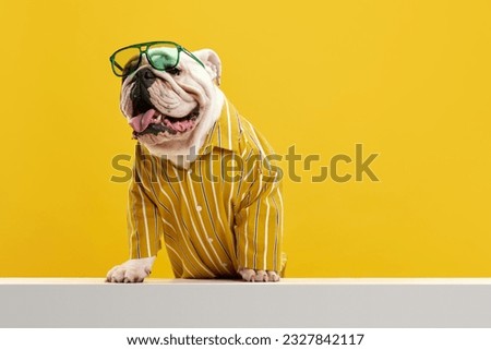 Stylish, positive, purebred dog, english bulldog wearing stylish bright shirt and sunglasses against yellow studio background. Enjoyment. Concept of animals, humor, pets fashion, vet, style.