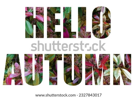 Words Hello Autumn from a colorful leaves pattern. words isolated on white background Royalty-Free Stock Photo #2327843017
