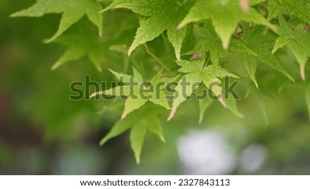 Beauty of Acer Palmatum leaves: Colors and shapes of Japanese Maple Foliage. Late spring shots