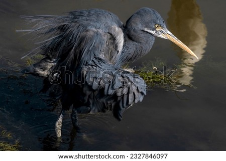 closeup of reef heron, The Pacific reef heron, also known as the eastern reef heron or eastern reef egret, is a species of heron found throughout southern Asia and Oceania