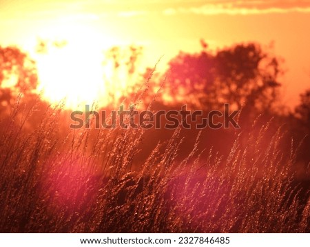 siluette of trees with mystic sunset as background