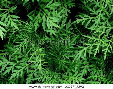 Good Green plant leaves dark mood texture for background
