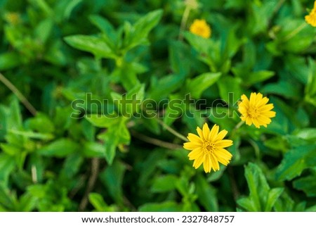Blooming yellow daisy flower in garden.
