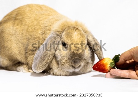 beige rabbit with big ears and jowls looking at the strawberry being offered to him