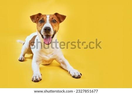 Portrait of cute funny dog jack russell terrier. Happy dog lying on bright trendy yellow background. Free space for text.