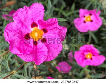 Close up of vibrant pink Cistus rambling rose type flower on lush green bush of green leaf background growing in organic garden floral bed in Summer day light Royalty-Free Stock Photo #2327852847