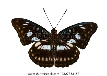 Athyma ranga obsolescens
Black-veined Sergeant A beautiful butterfly with iridescent black wings white dotted open wings isolated on white background. this has clipping path. Royalty-Free Stock Photo #2327853153