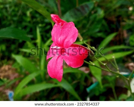 Beautiful pink flowers in the garden