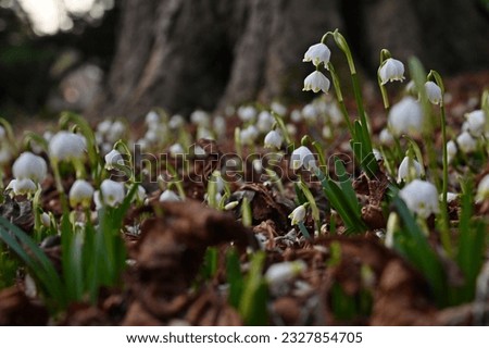 Landscape image at dusk, many blooming spring snowflakes Leucojum vernum in the forest.