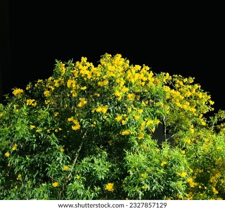 Bright yellow Tongurai tree in the evening