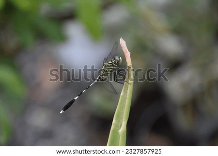 dragonfly perched on aloe vera leaf. dragonfly playing on a leaf