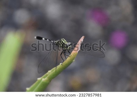 dragonfly perched on aloe vera leaf. dragonfly playing on a leaf
