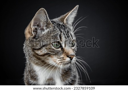 Portrait of a cute Bengal cat Royalty-Free Stock Photo #2327859109